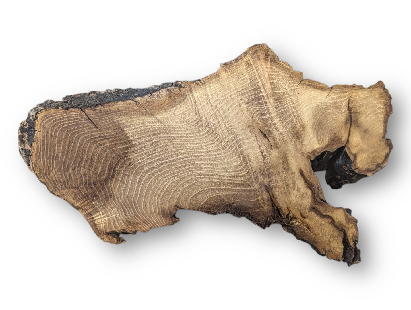 Irregularly shaped black locust root wood slice with light brown sanded surface, distinct rings, and dark textured bark.