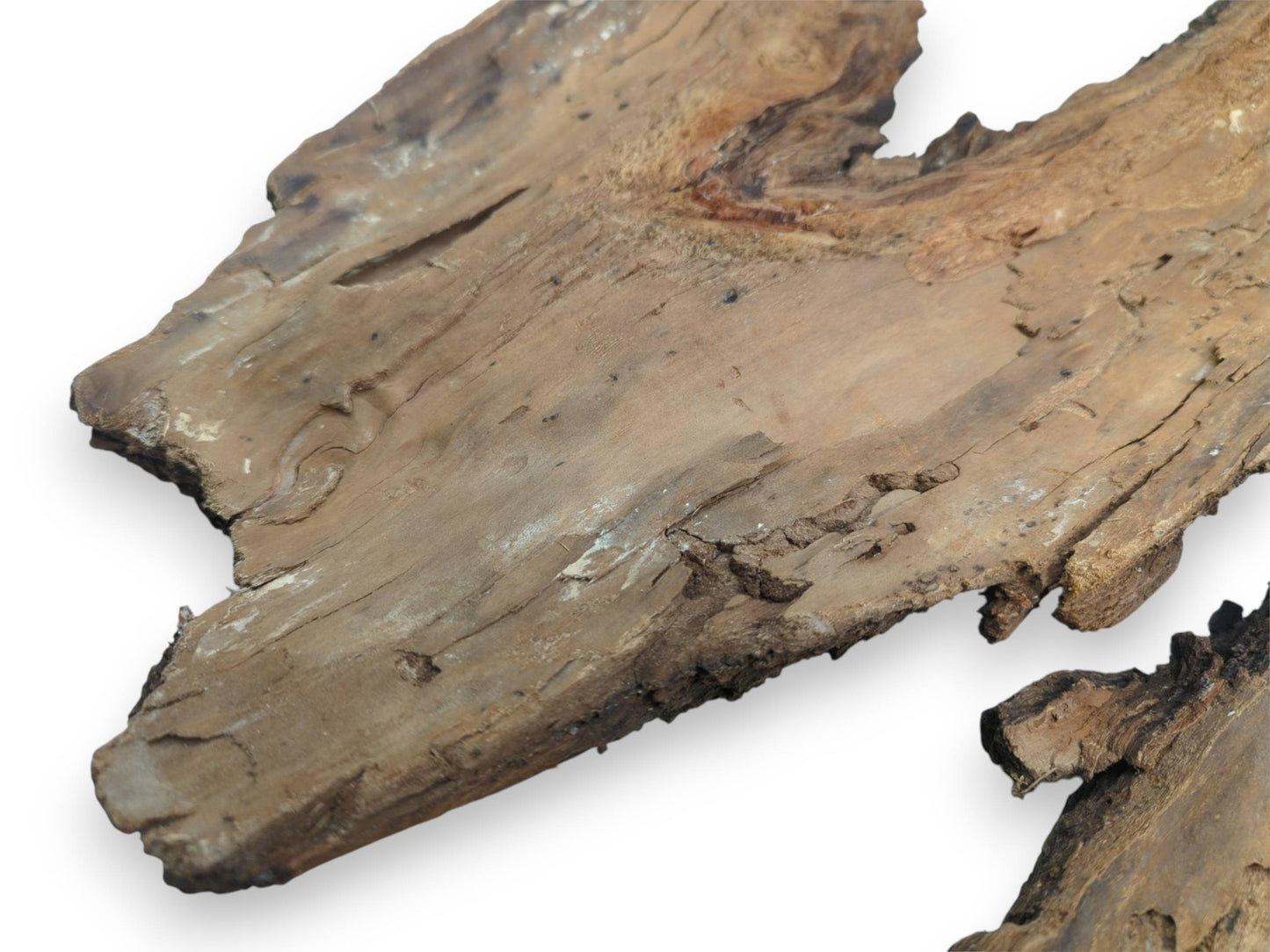 An overhead view of a large, flat wood bark segment with a weathered, light brown surface.