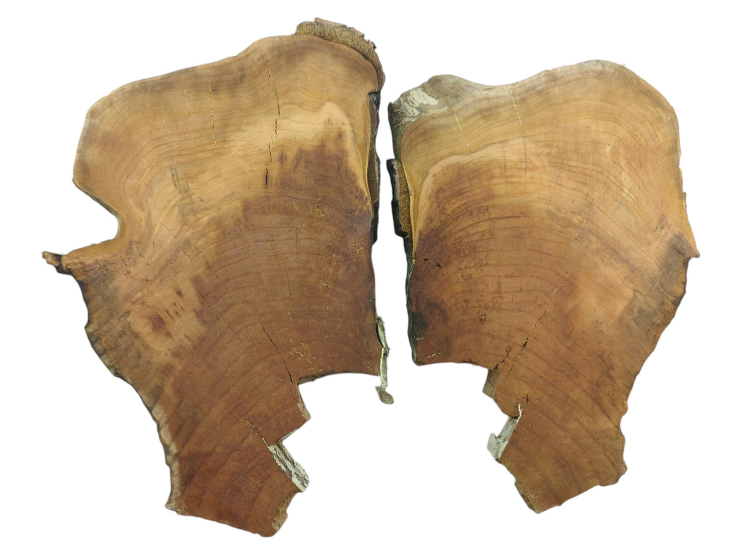 Two irregular cherry wood slices with natural edges, visible growth rings, and cracks on a white background.