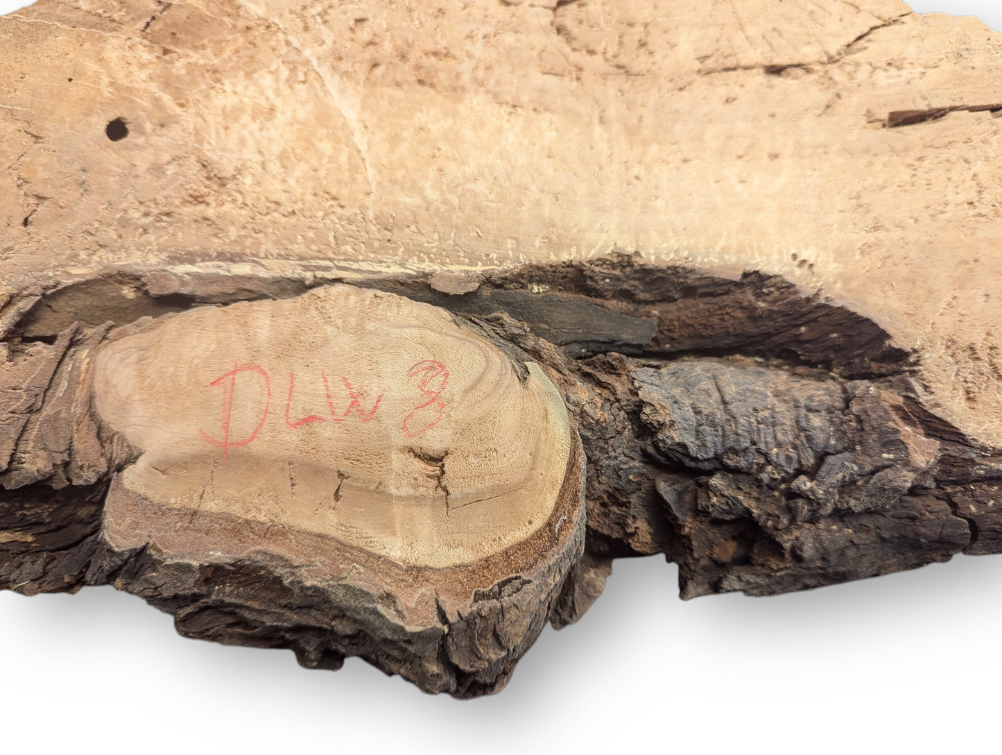 Displaying irregular shape, this light brown weeping willow wood slab features rough, cracked texture, and red 'DLW 8'.