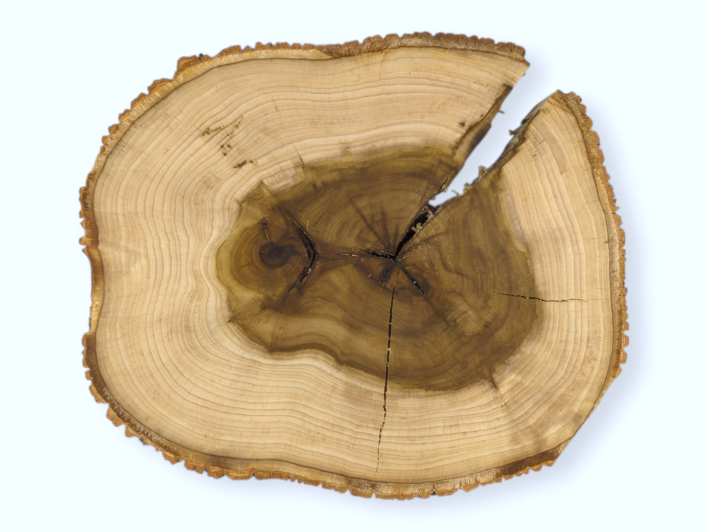 End grain wood slice with light sapwood, dark olive heartwood, visible rings, textured bark, and cracks.