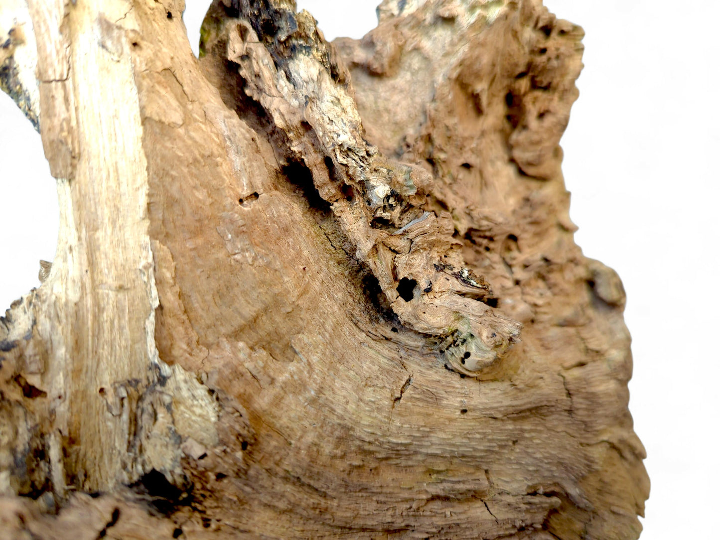 Organic burl wood fragment exhibiting a light brown color, deep fissures, and an uneven, weathered texture.