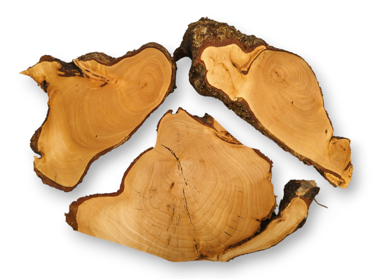 Three light-colored, irregular linden root wood slices, featuring visible annual rings and dark bark edges.
