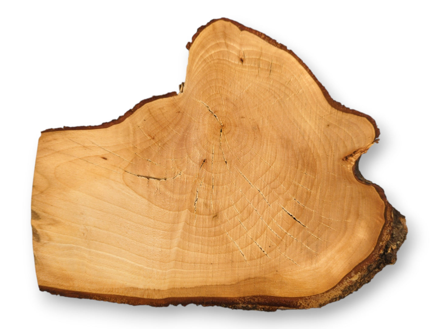 Linden/lime root wood slice, irregularly shaped, showing light brown grain, visible growth rings, and dark bark.