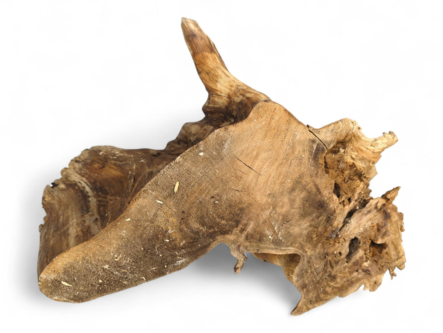 Irregularly shaped natural wood piece, displaying varied brown tones, gnarled surfaces, and a smooth cut.