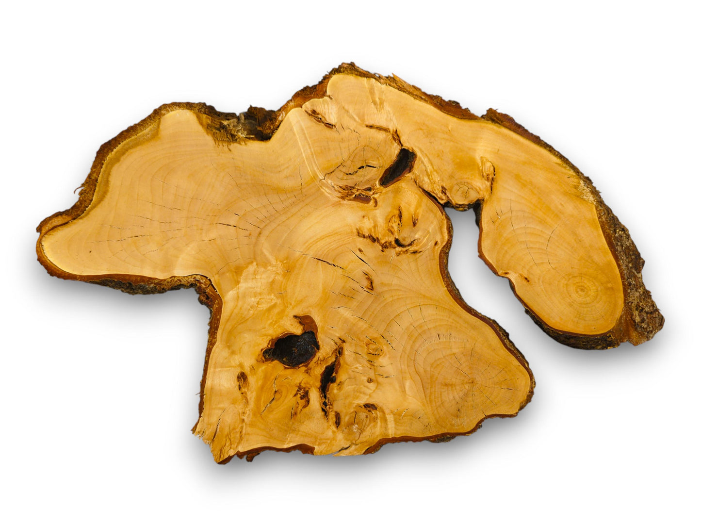 Live edge linden wood slice features an irregular outline, honey-toned surface, dark bark, and distinct internal voids.