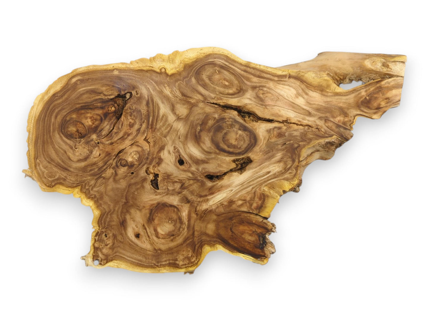 A full overhead view of a live edge burl slab featuring multiple dark, circular wood patterns.