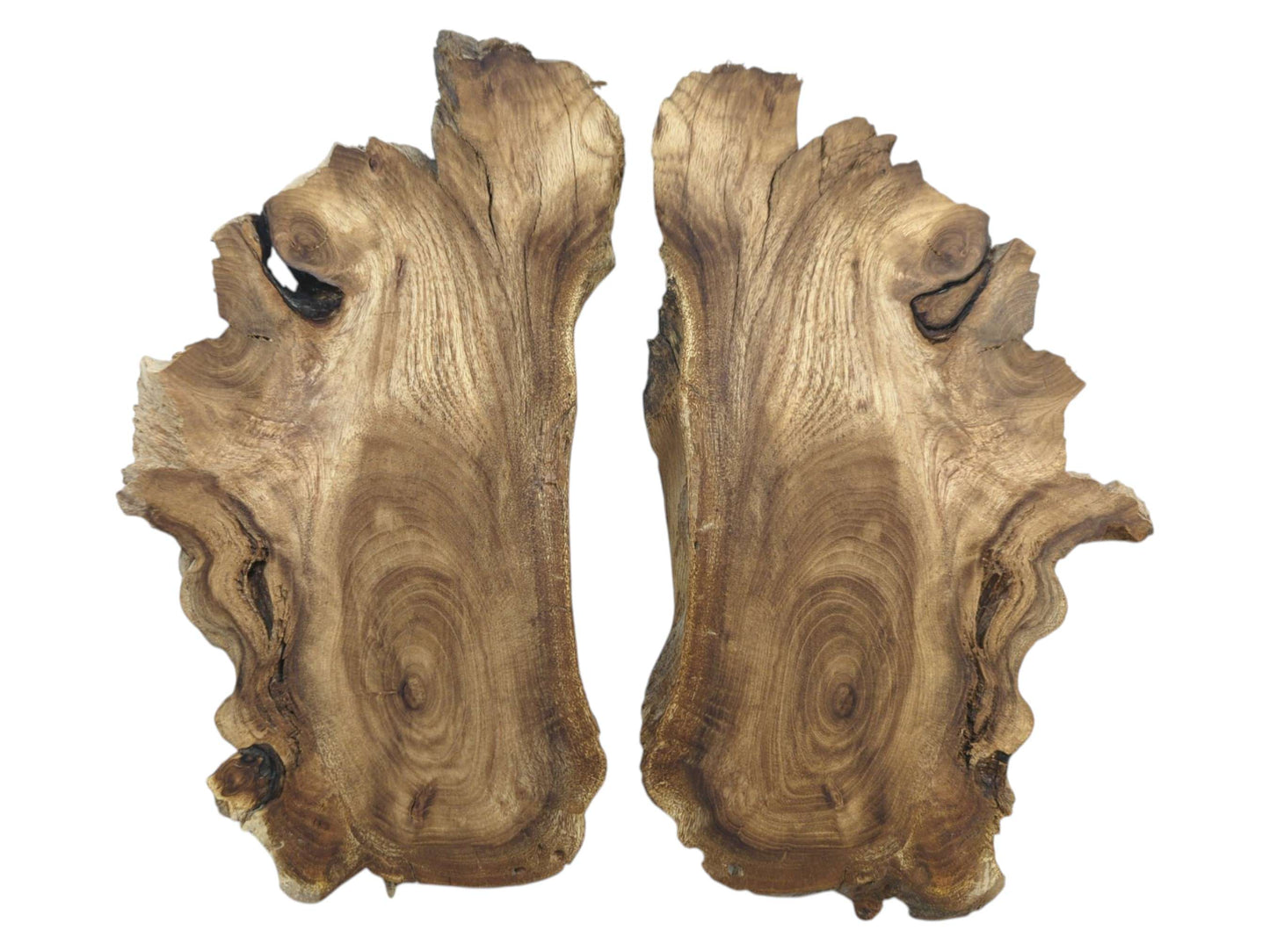 Two bookmatched Japanese Pagoda Tree root slices with swirling grain and live edges.
