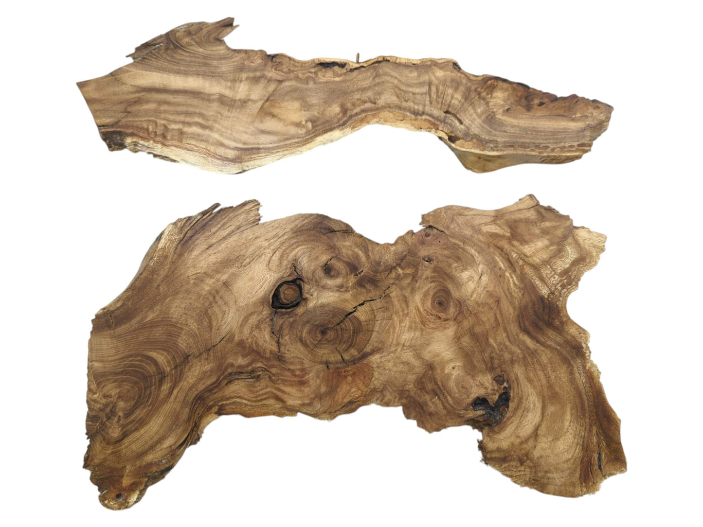 Two untreated Japanese Pagoda tree root slices with natural live edges and swirling grain.