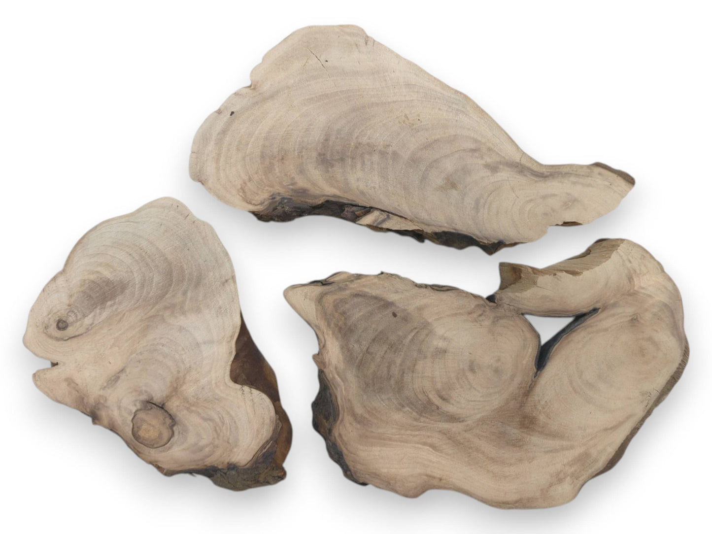 Three English walnut root wood slices with natural live edges and visible growth rings on white.