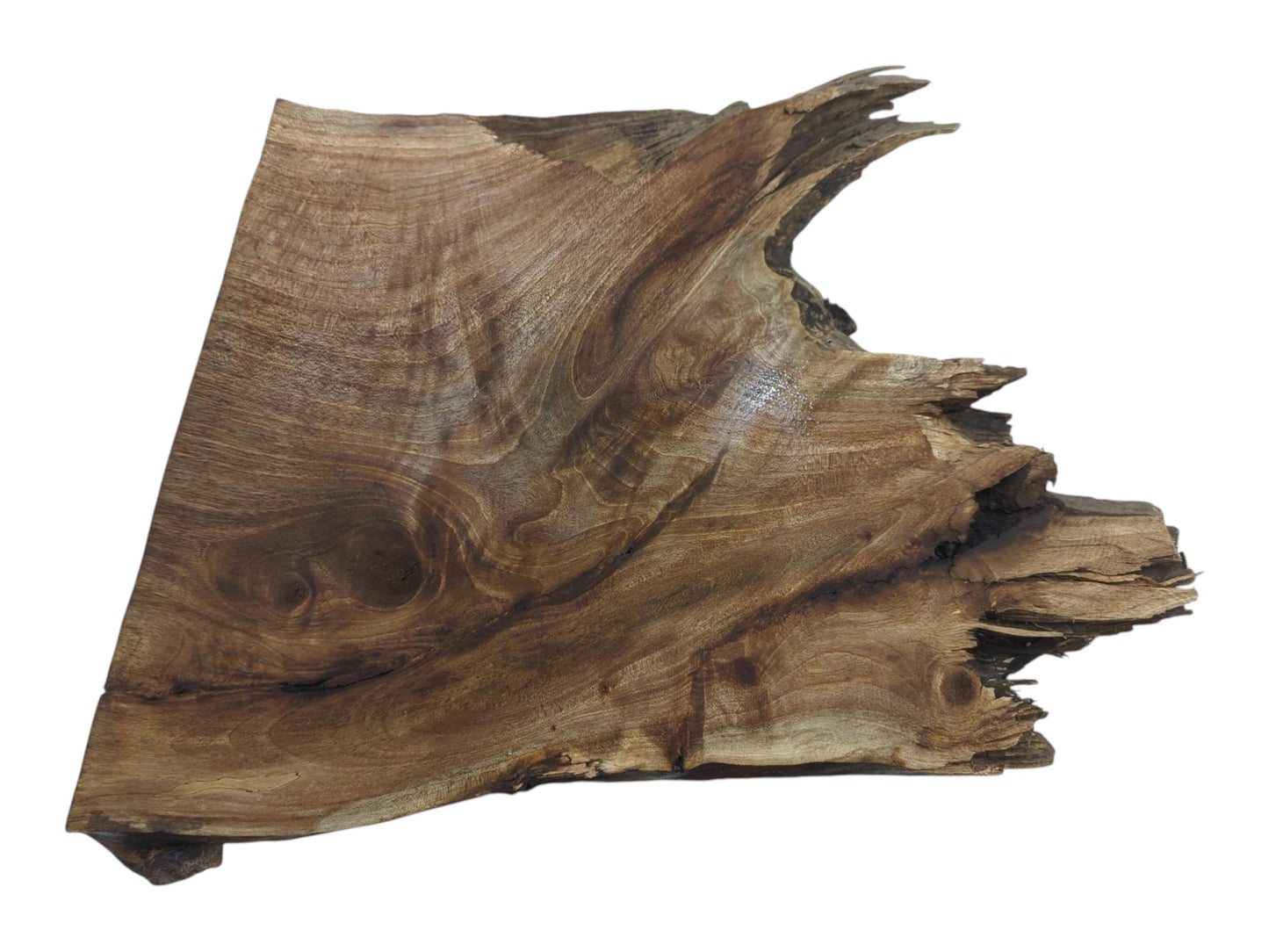 A natural, irregularly shaped walnut root wood slice with a live edge and visible grain.