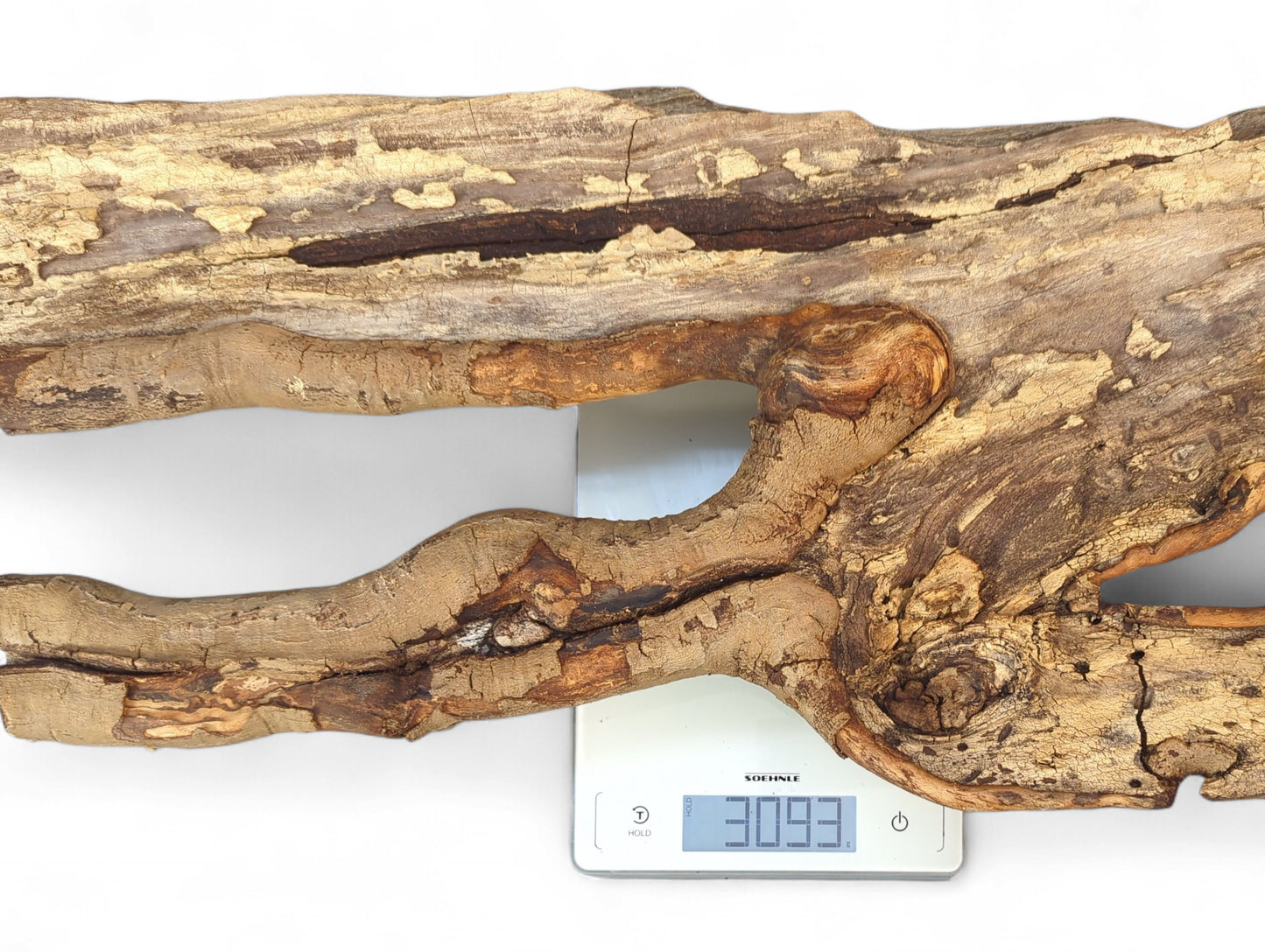 Fissured pale brown driftwood branch with a central opening, resting on a digital scale showing 3093.