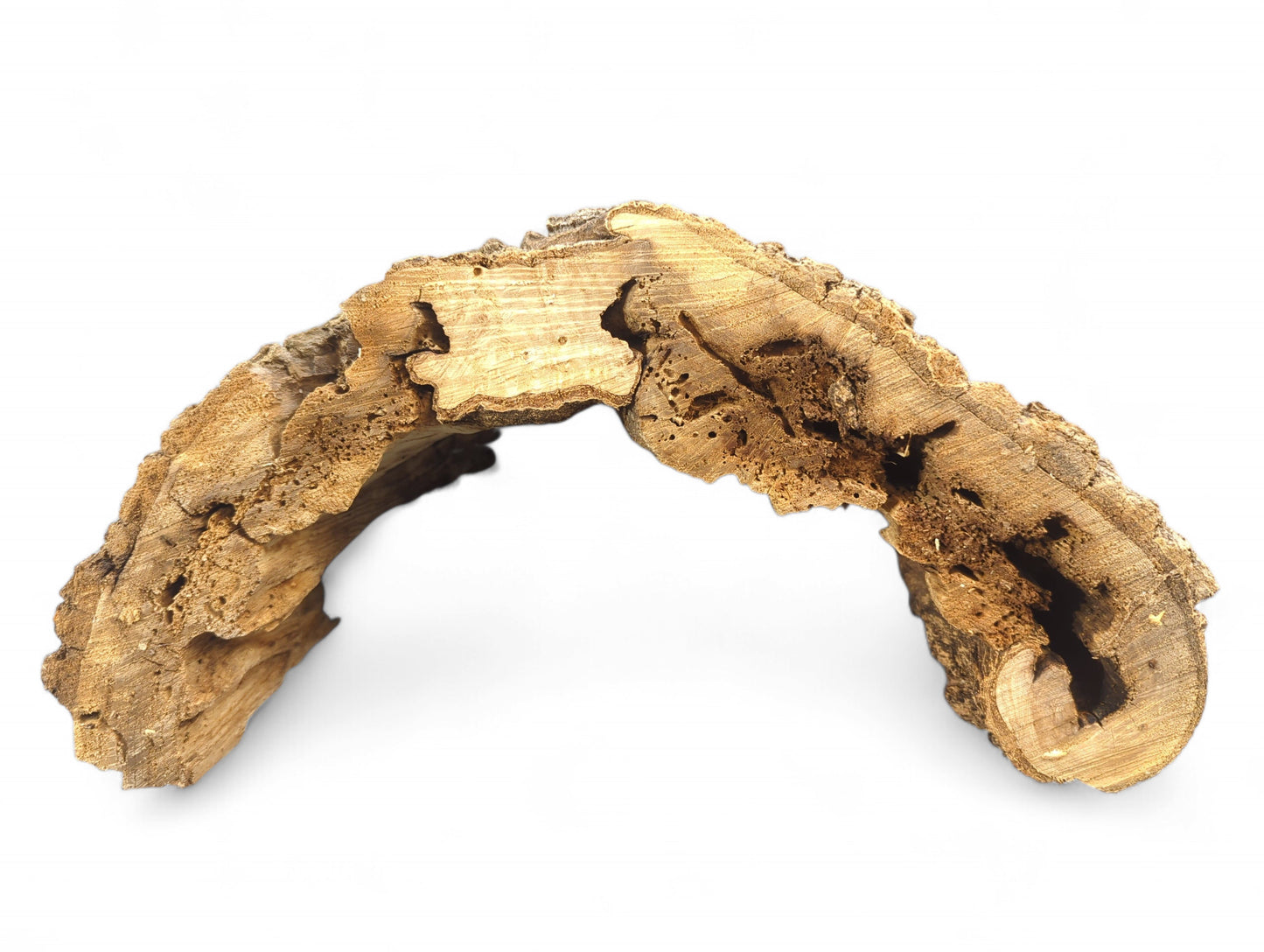 A light brown, arch-shaped natural wood piece, showing rough texture, porous surface, and internal hollows.
