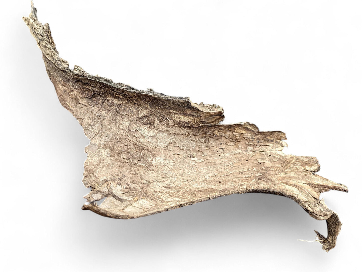 Light brown, irregular wood bark piece displaying deeply textured, cracked surface and many small holes.