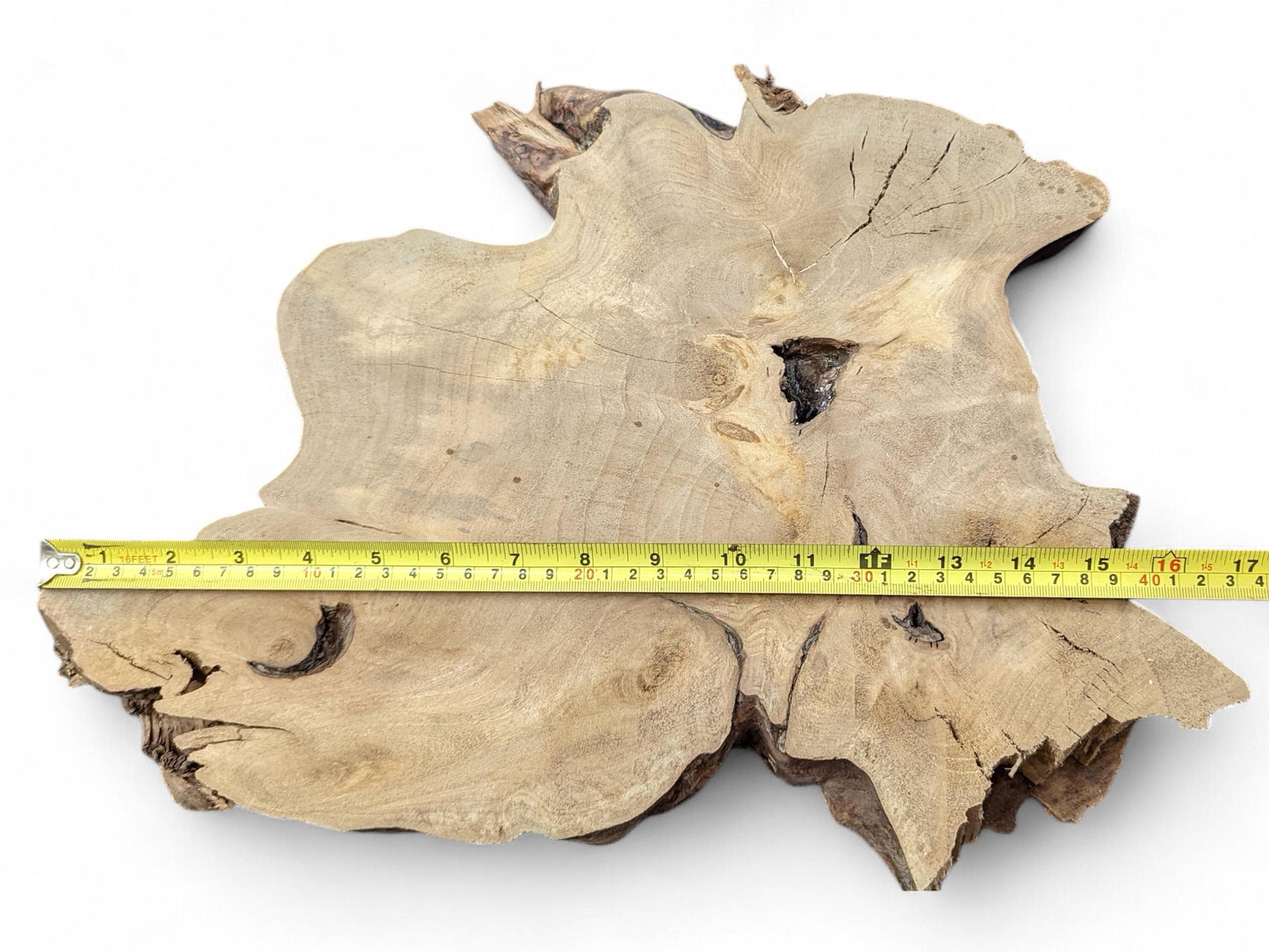 Light brown, irregularly shaped root wood slice showing prominent grain, natural cracks, and voids, with a measuring tape.