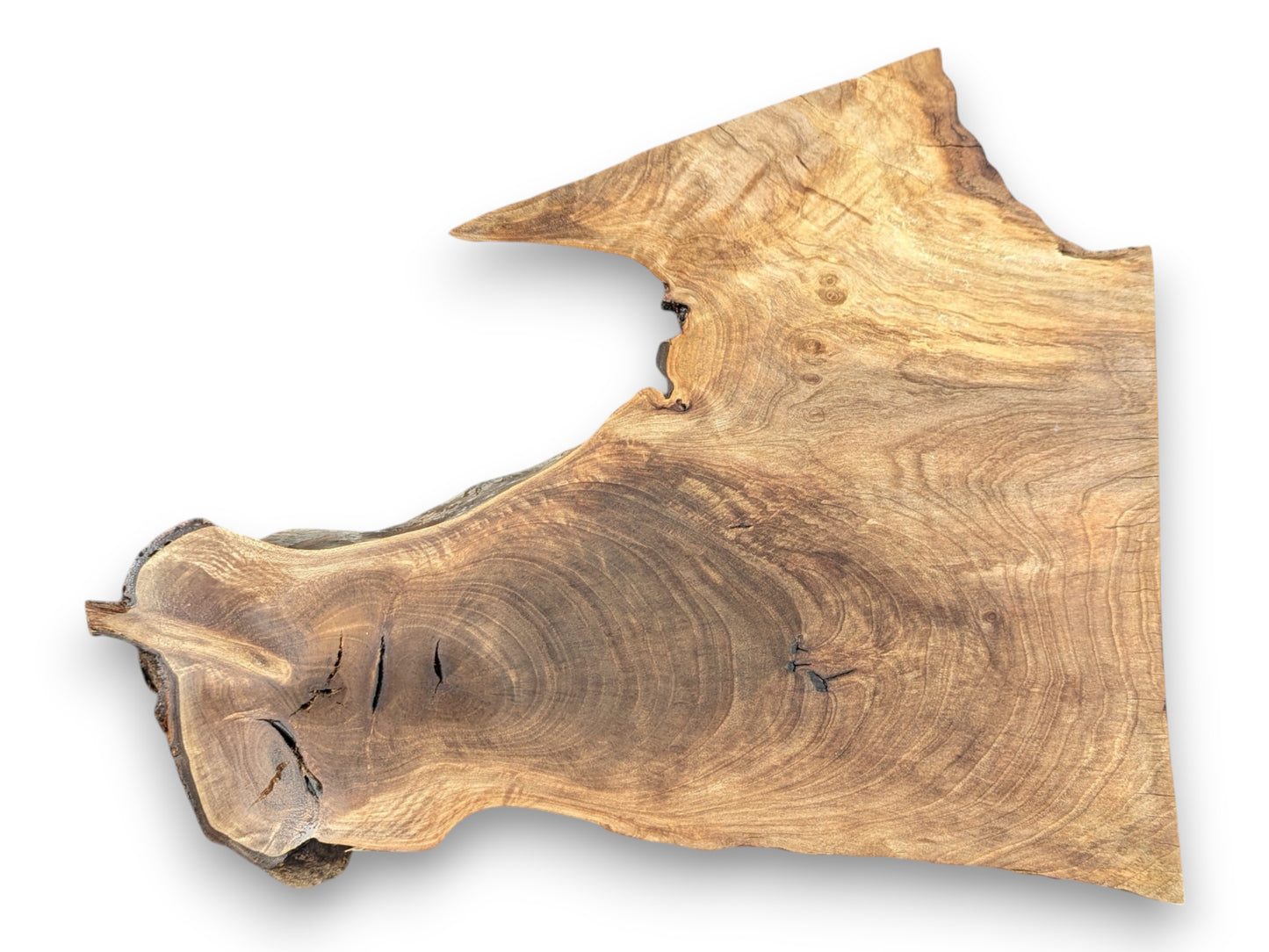 Overhead view of an irregular walnut root slice, detailing its swirling grain and natural live edge.