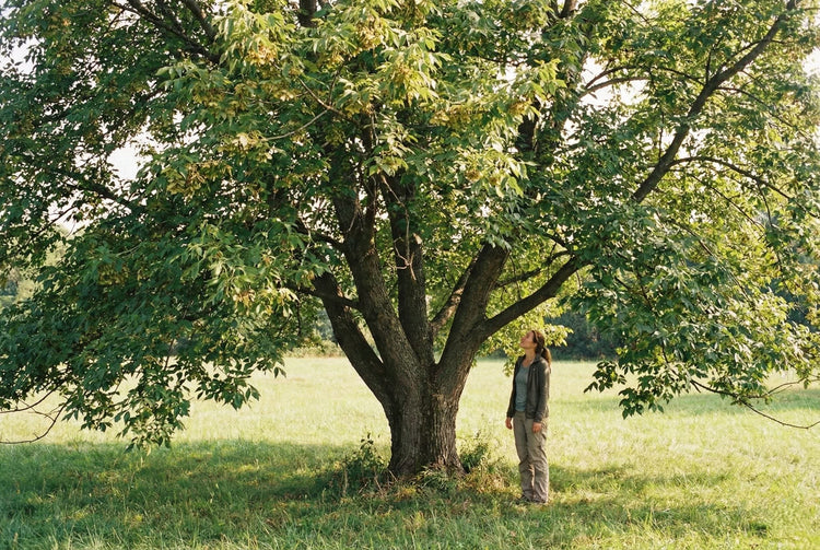 Box Elder