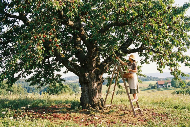 Cherry-type wood