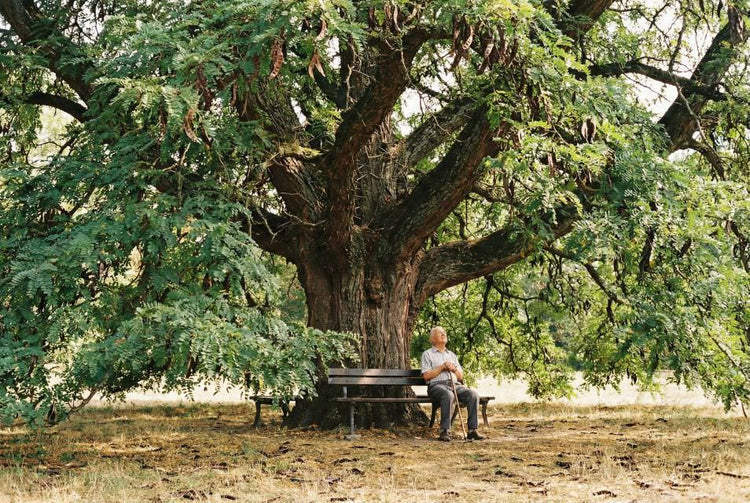Honey Locust