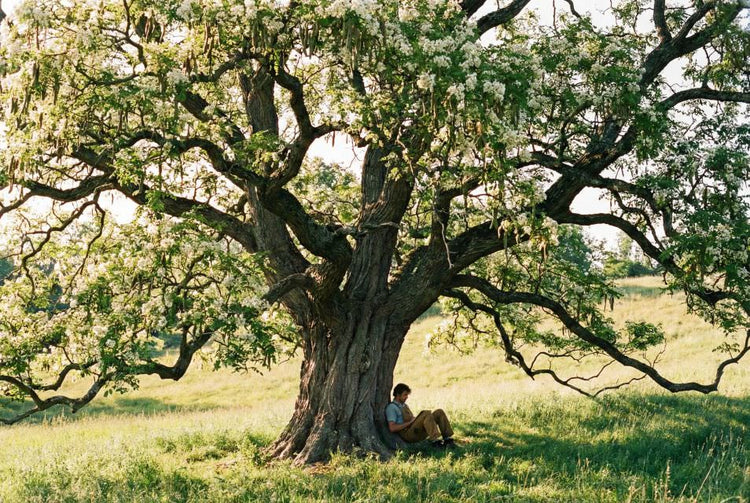 Japanese Pagoda Tree