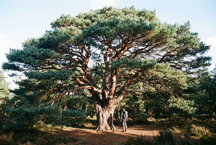 Pine-type wood