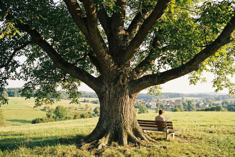 English Walnut