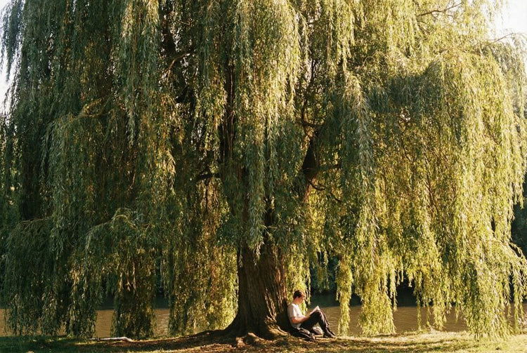 Weeping Willow