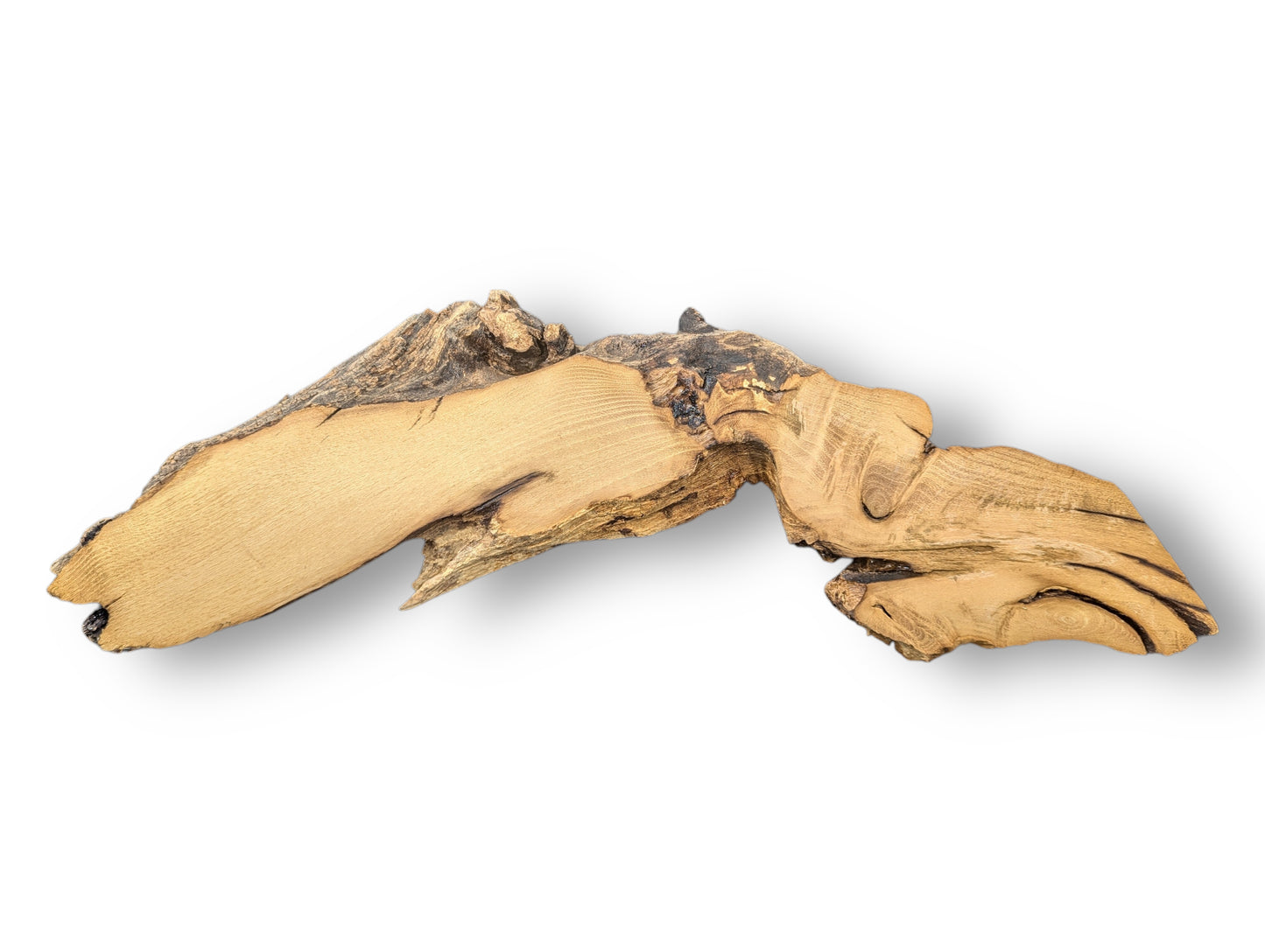 An irregularly shaped black locust root wood slice with smooth light brown grain and dark, gnarled bark.