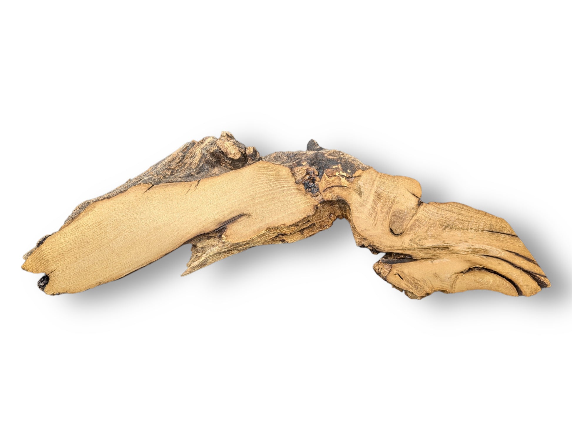 An irregularly shaped black locust root wood slice with smooth light brown grain and dark, gnarled bark.