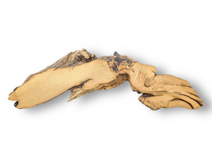 An irregularly shaped black locust root wood slice with smooth light brown grain and dark, gnarled bark.