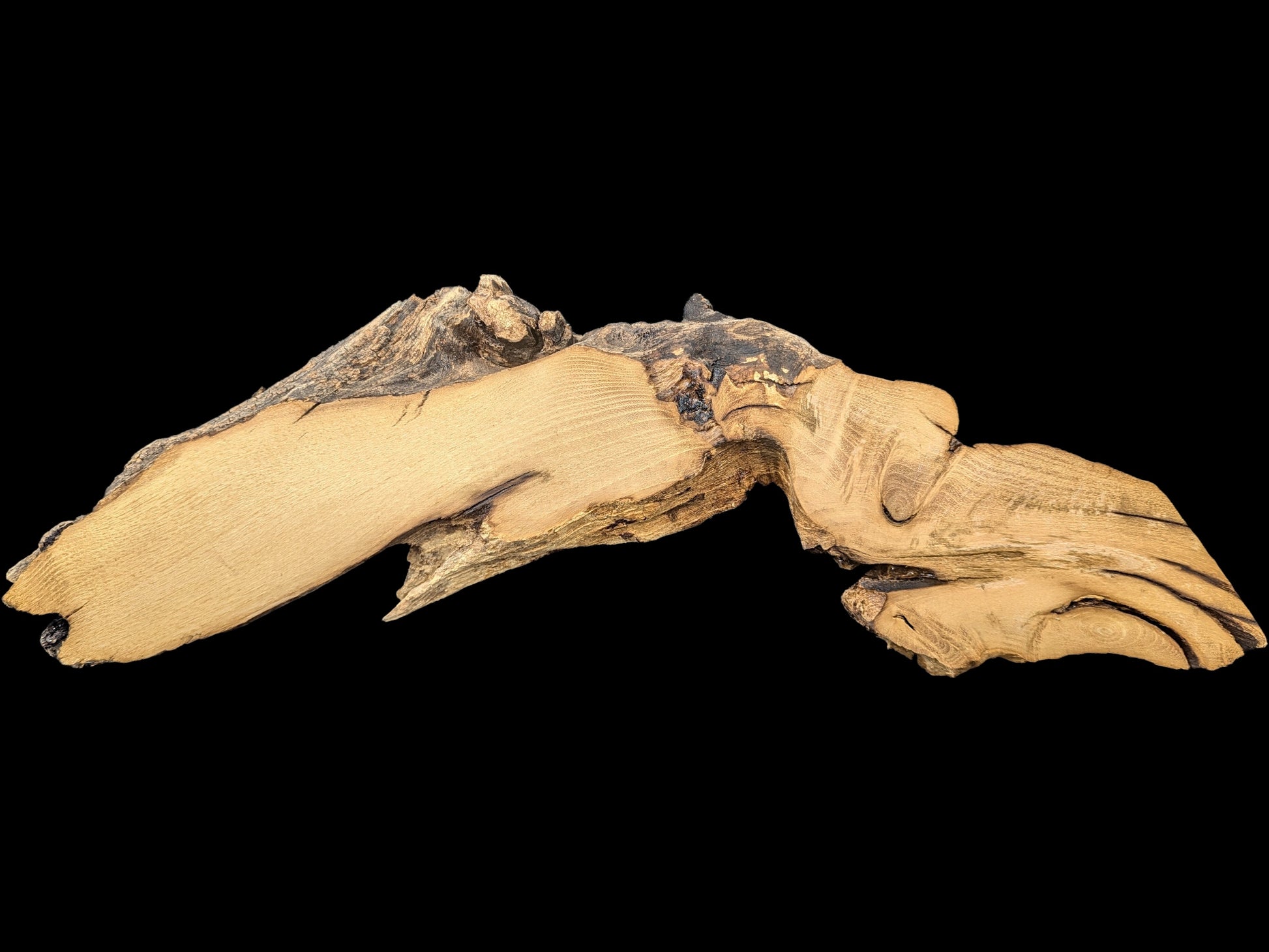An irregular, light brown black locust root wood slice, planed, sanded, with rough natural edges.