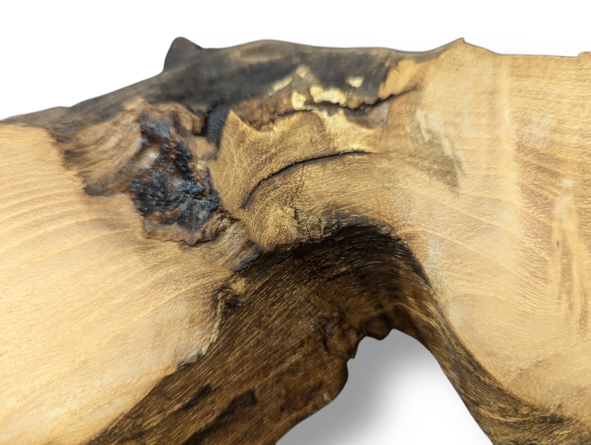 Close-up of a planed black locust root wood slice with light brown and dark, gnarled sections.