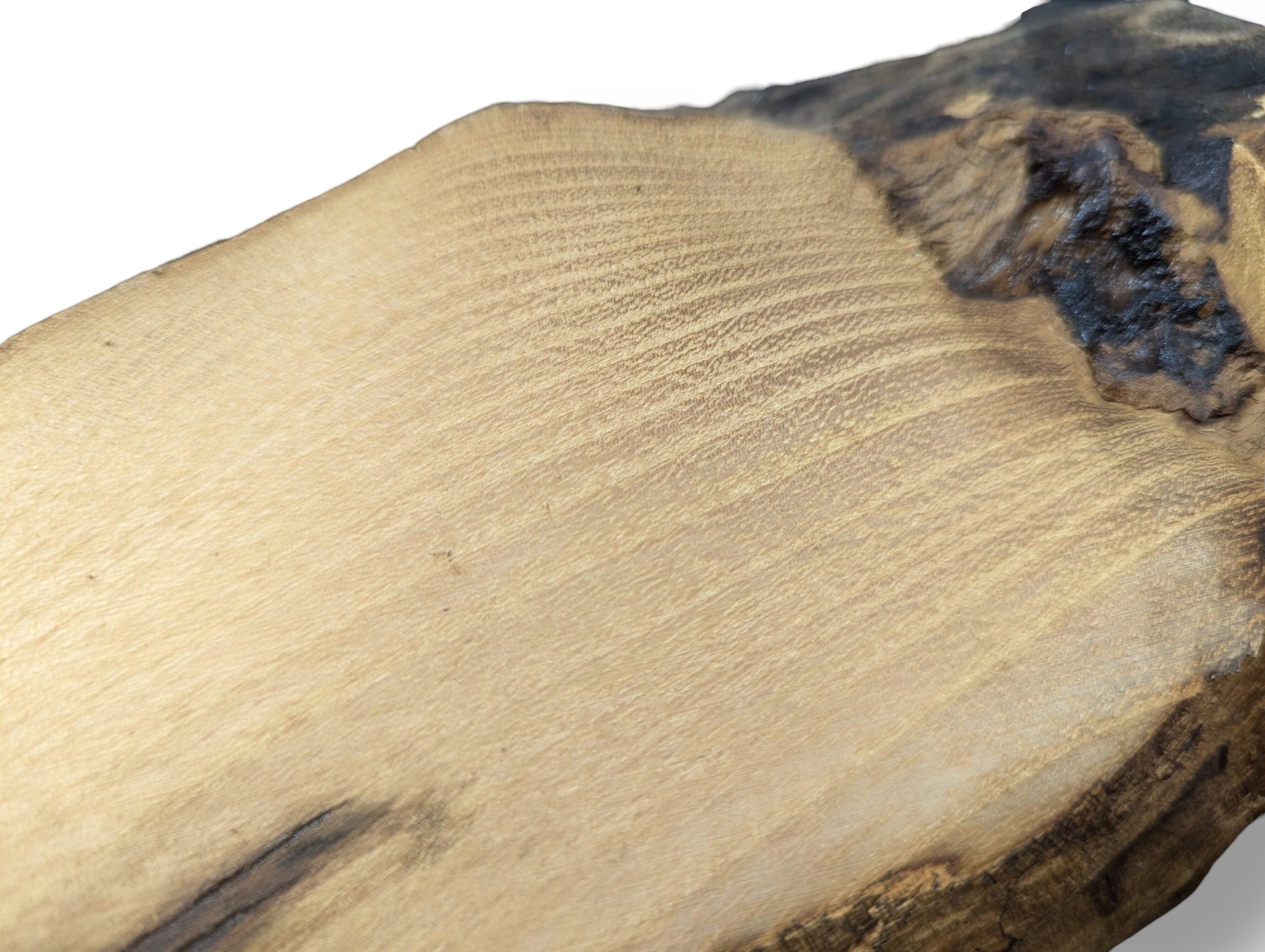 Detailed view of a sanded black locust root wood slice, showing light brown wood and dark gnarled bark.