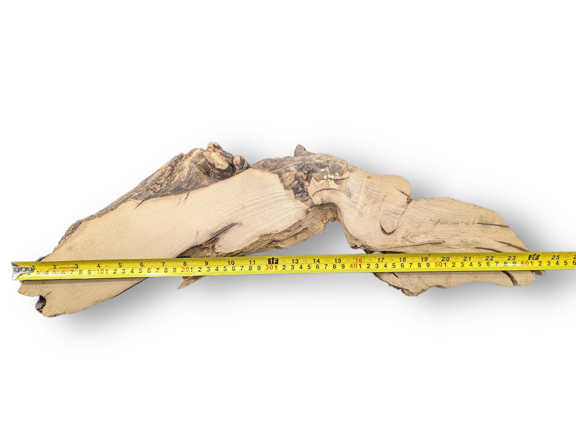 Black locust root wood slice, light brown, planed, sanded, retaining natural bark and a measuring tape.