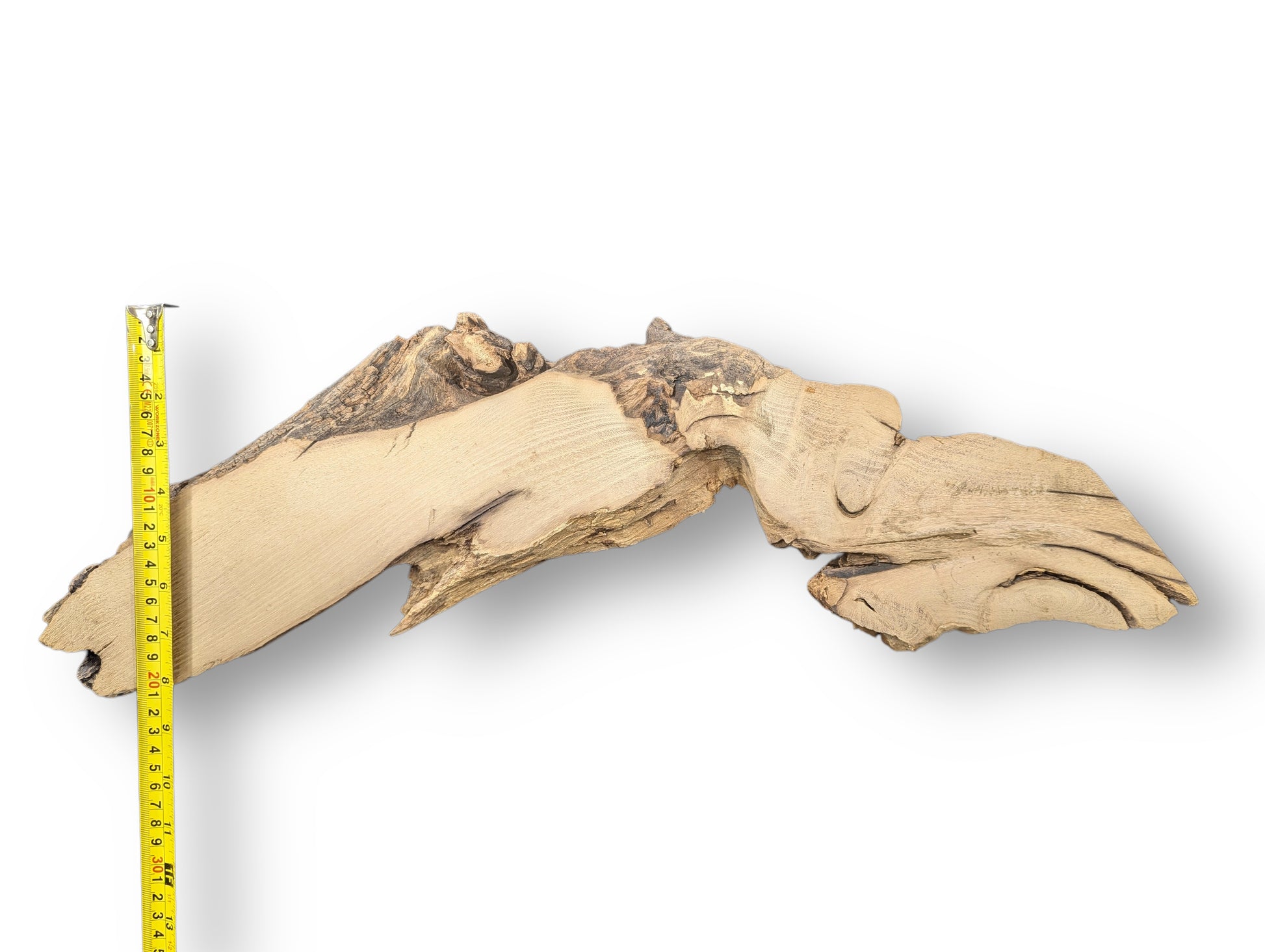 Measuring a light brown, irregularly shaped black locust root wood slice with gnarled dark bark.