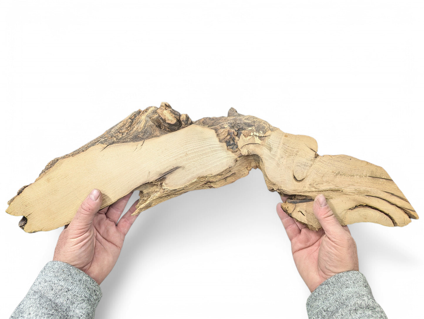 A person's hands hold an irregular, light brown, planed black locust root wood slice with natural bark.