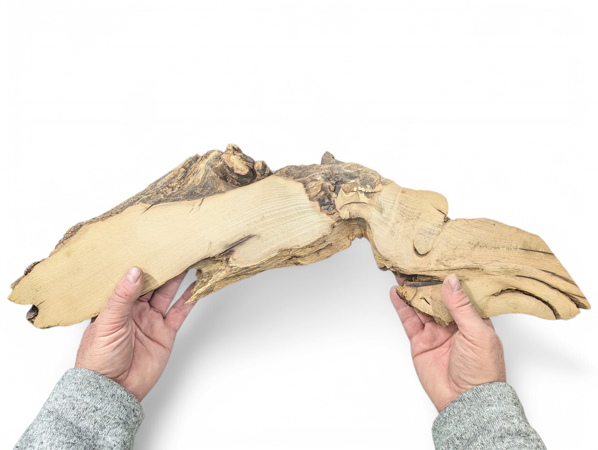 A person's hands hold an irregular, light brown, planed black locust root wood slice with natural bark.