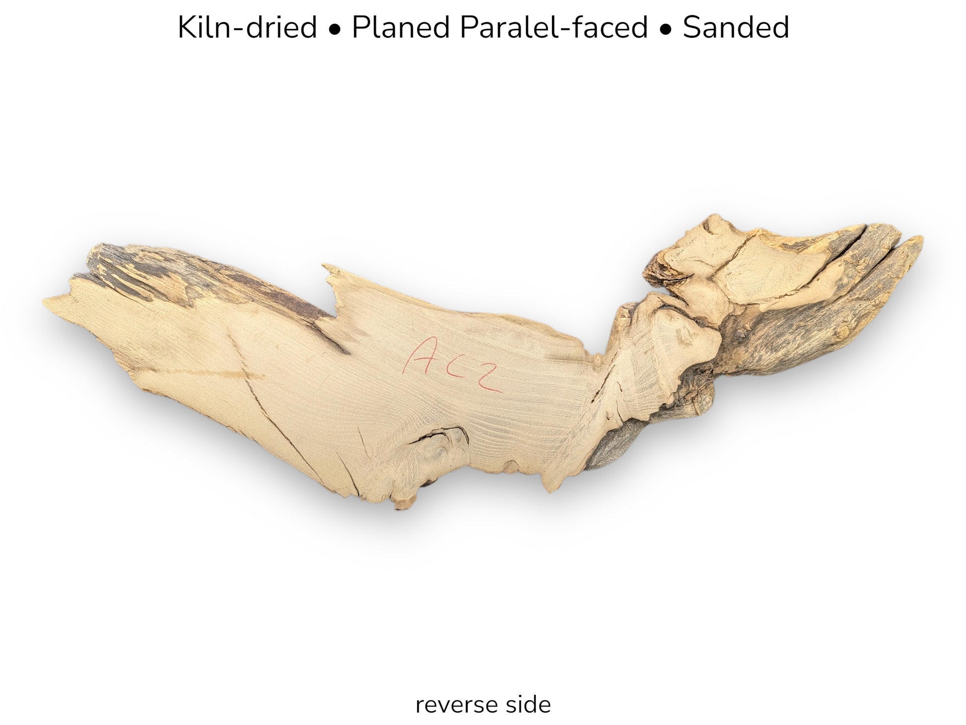 A light, irregular black locust root wood slice, kiln-dried, planed, and sanded, showing its reverse side.