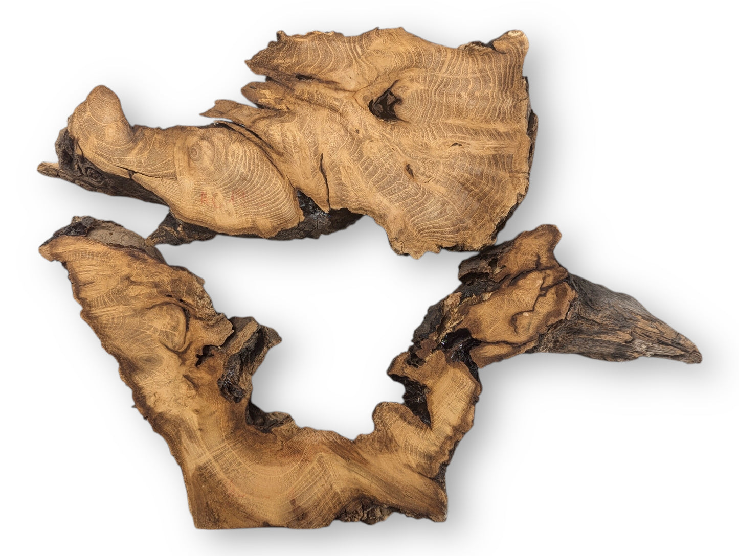 Two irregular black locust root wood slices with smooth light brown surfaces, distinctive grain, and dark, rugged edges.