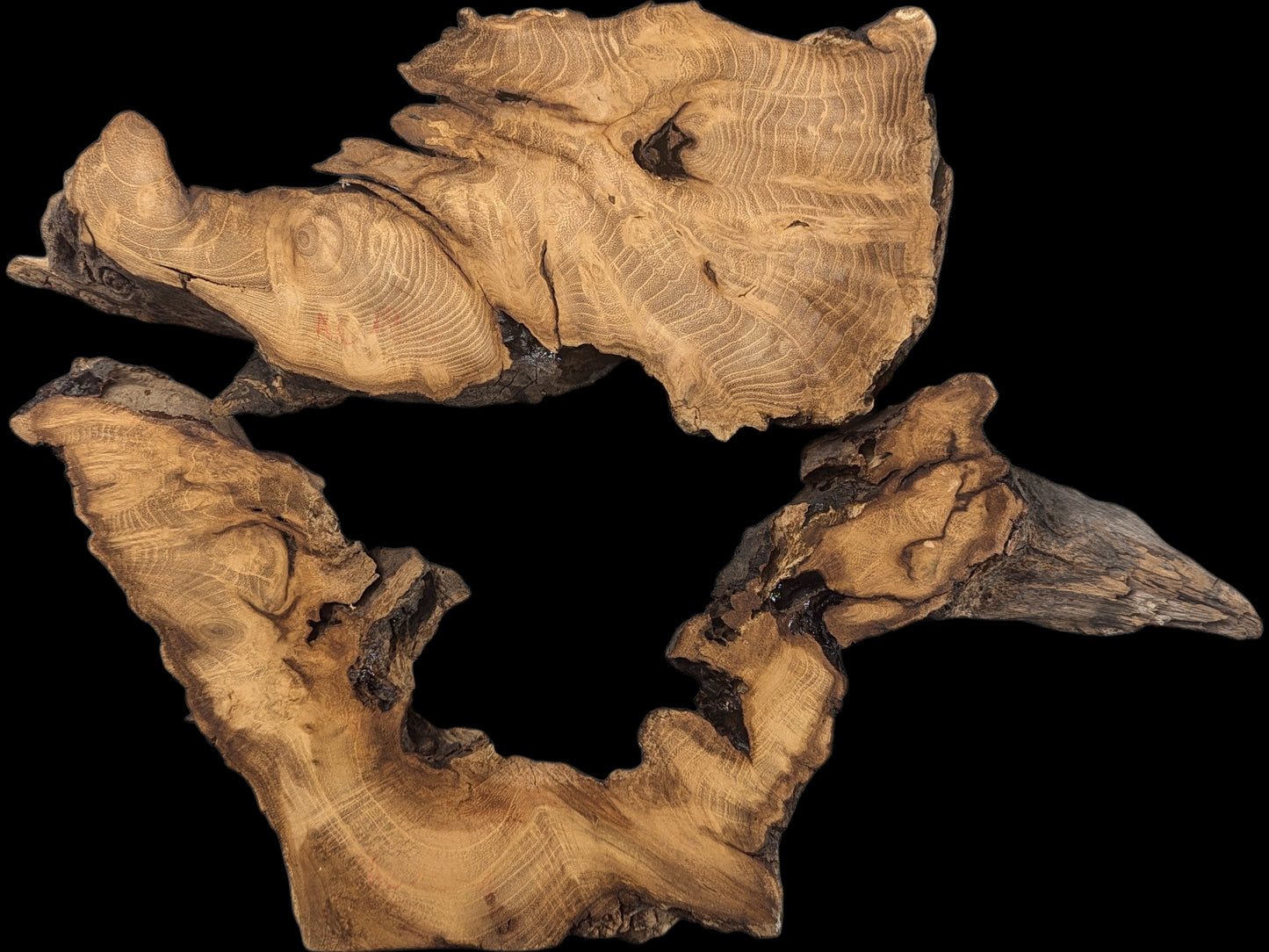 Organic-shaped black locust root wood slices, light brown with detailed grain and dark rough edges.