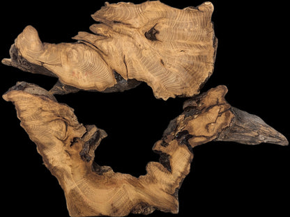 Organic-shaped black locust root wood slices, light brown with detailed grain and dark rough edges.