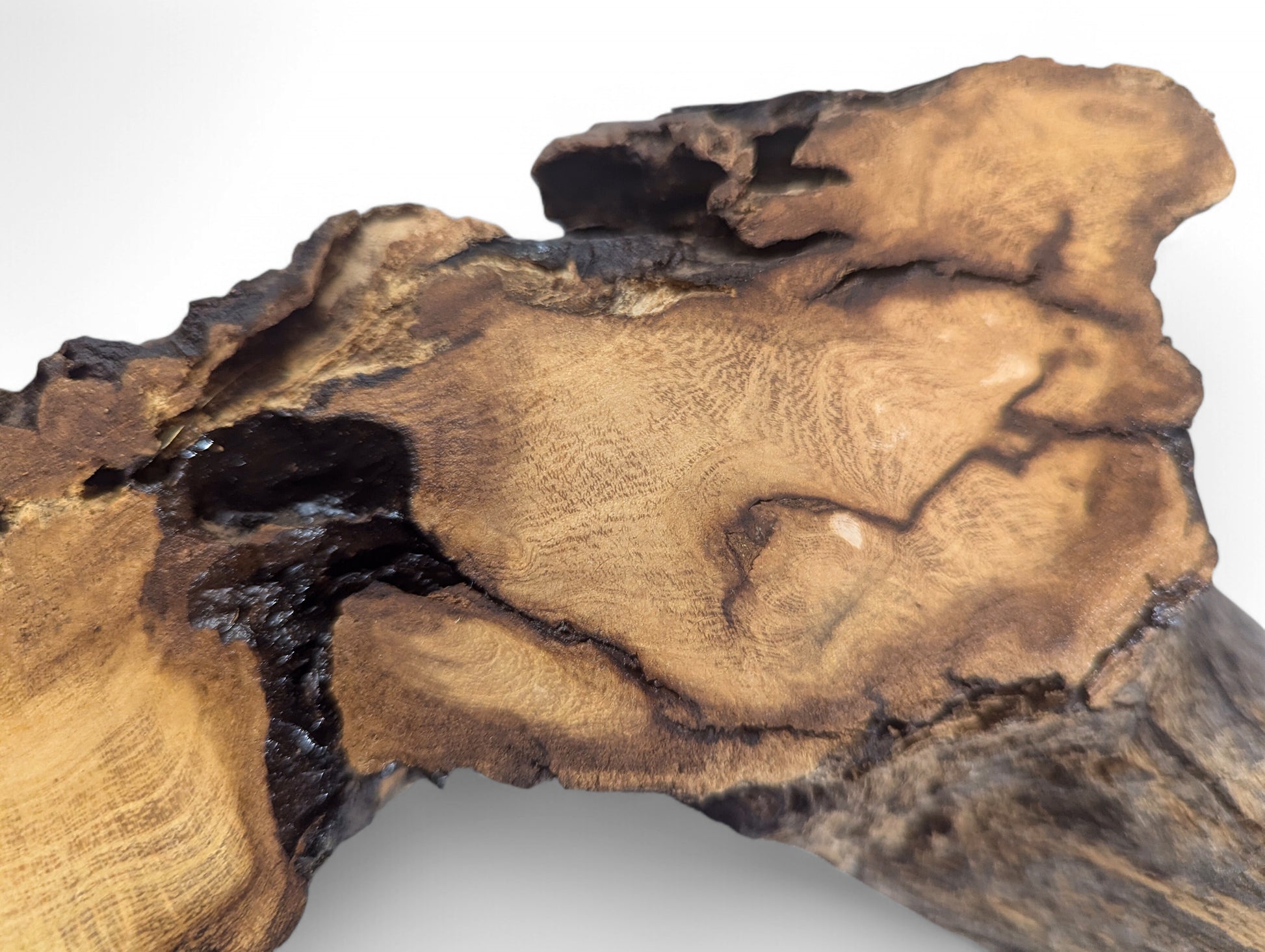 Natural black locust root wood slice displaying light and dark brown tones, wavy grain, and organic edges.