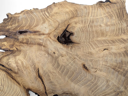 Irregular black locust root wood slice, light brown with dark, intricate wavy grain and natural cracks.