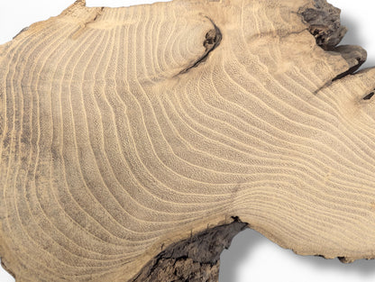 Sanded, light brown black locust root wood slice displaying concentric, wavy growth rings and dark bark.