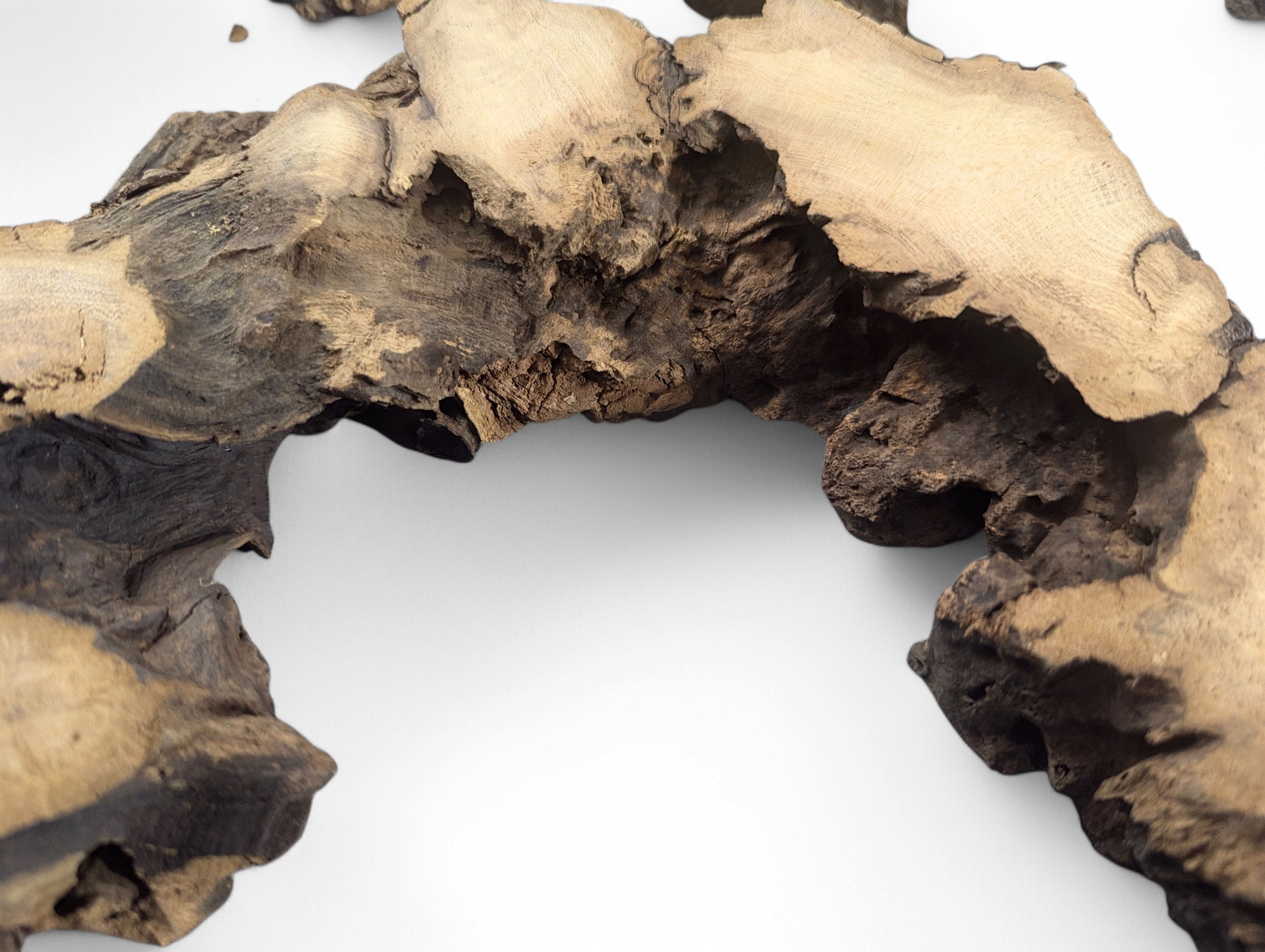 Black locust root wood slice featuring contrasting light and dark brown tones and a rugged texture.