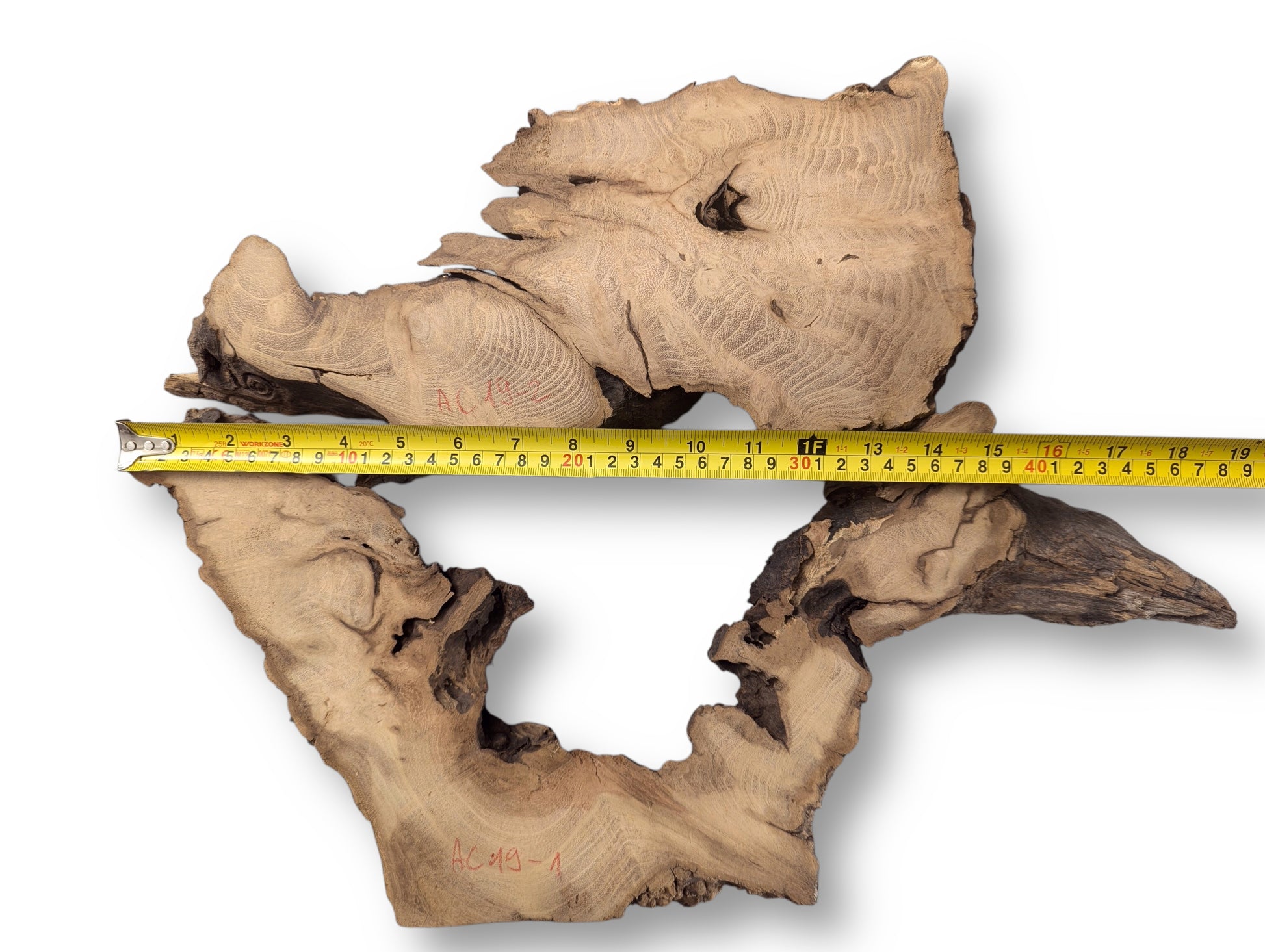 Light brown black locust root wood slice, irregular, with dark bark, wavy grain, and a measuring tape.