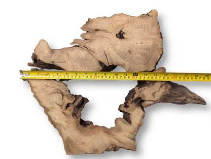 Light brown black locust root wood slice, irregular, with dark bark, wavy grain, and a measuring tape.
