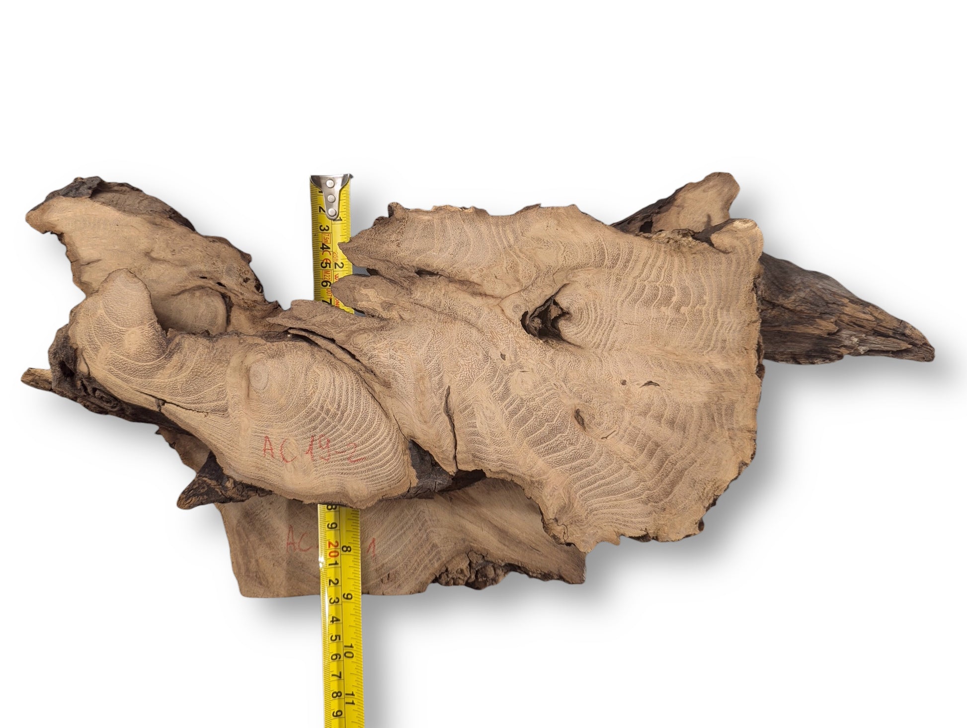 Smooth, light brown black locust root wood slice with wavy grain, rugged dark edges, and a yellow measuring tape.