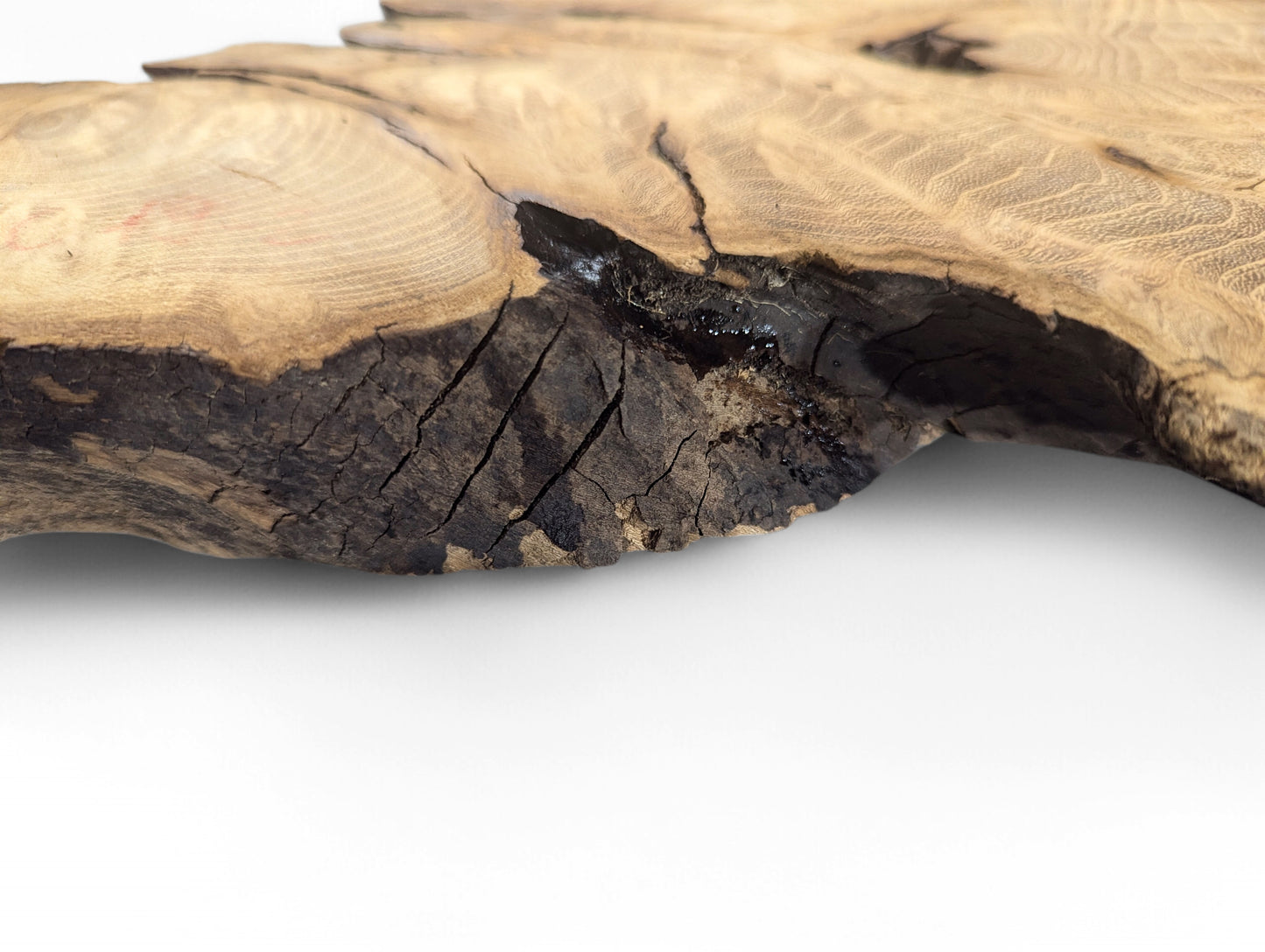 Close-up of a light brown black locust root wood slice with dark, cracked bark and wavy grain.