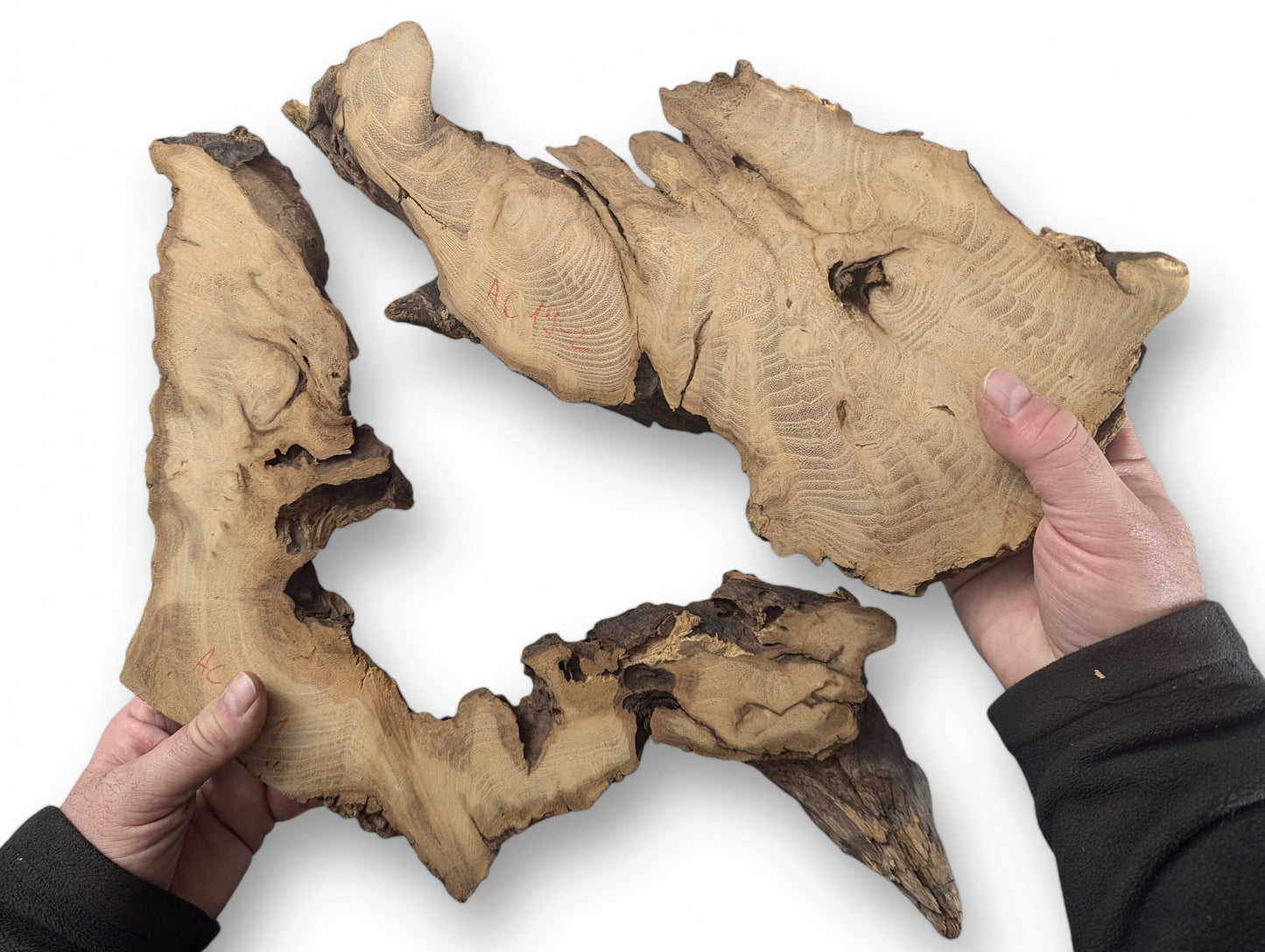 Two light brown, irregular black locust root wood slices, with dark bark, are held by hands.